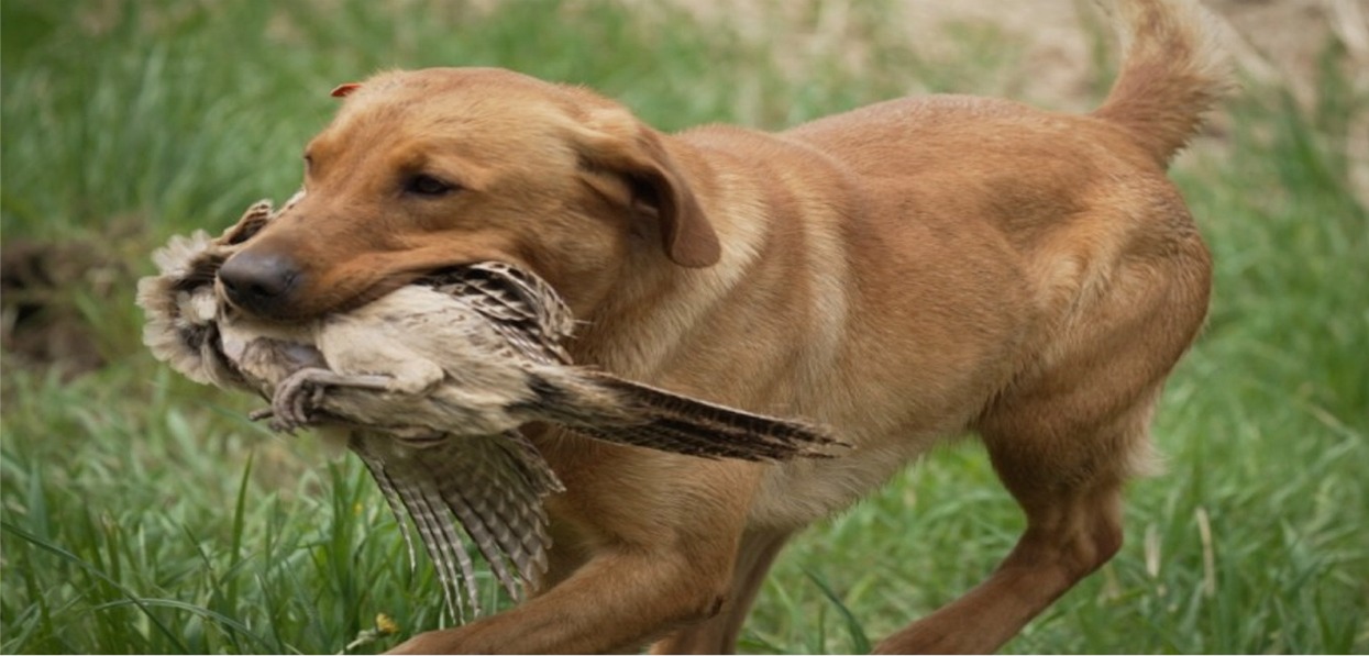 Open 7 days 8:00am to 6:pm. 1000acres of prime gamebird habitat. Dogs and handlers available or bring your own. * Wobble trap * Game Birds * Cleaning Service *  European Hunts  * 3 Overnight Lodges. FAST HARD-FLYING GAMEBIRDS. * Ringneck Pheasants * Chukar Partridge * Mallard Ducks *Training Fields. Excellent grounds for your Hunting Dog. Friendly, knowledgeable Staff